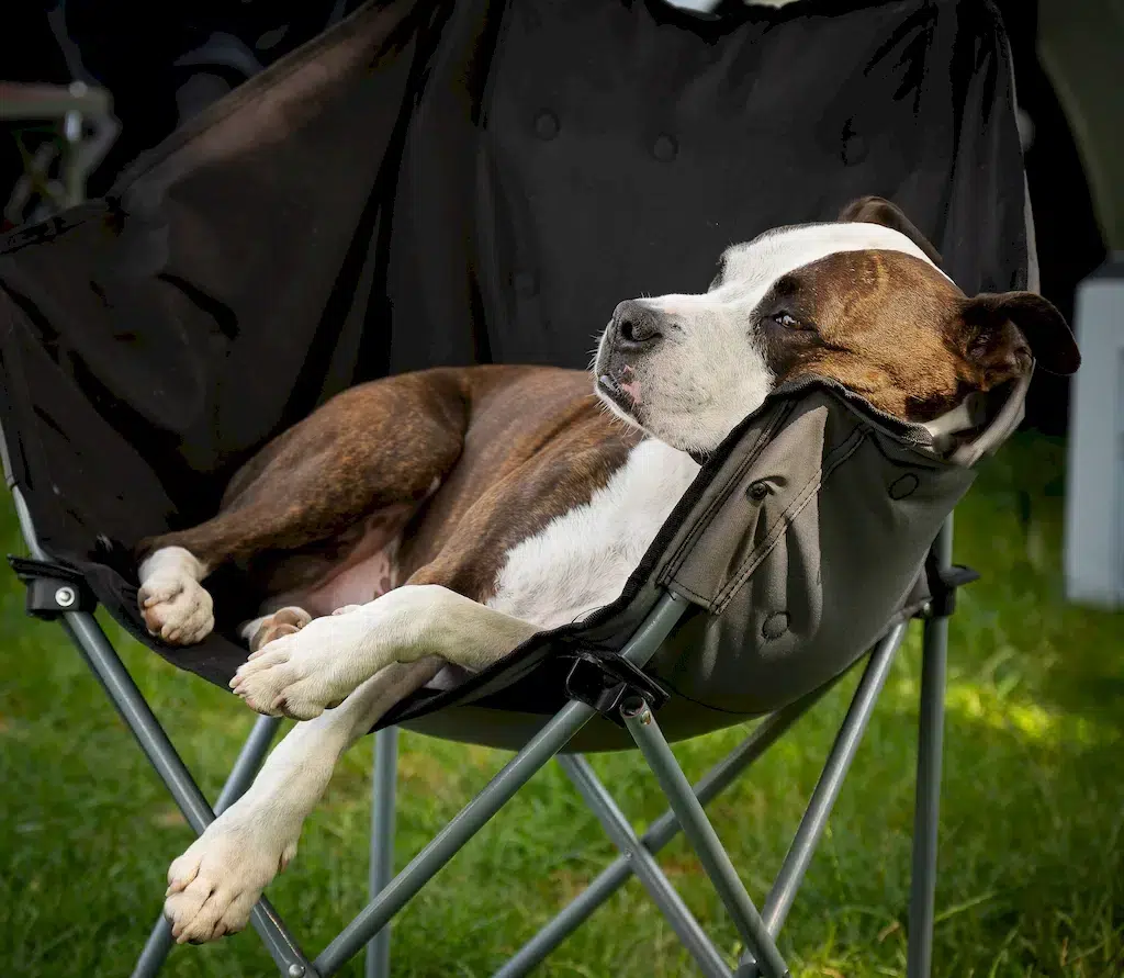 camping dog friendly en herault