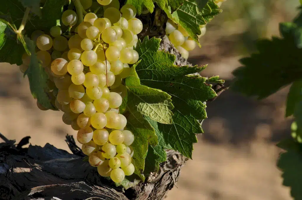 visiter des vignobles en herault